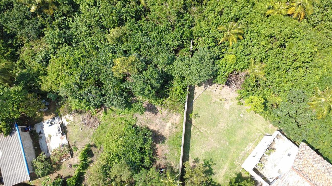 Forest and coconut canopy around the villa plot