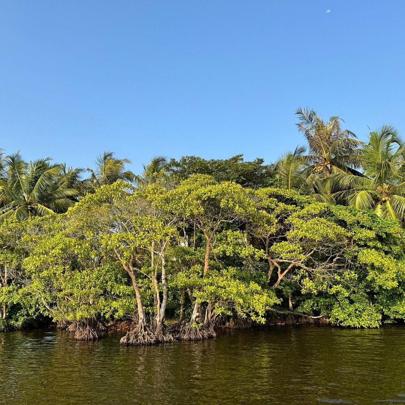 Mangrove forest along the lagoon shoreline